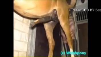 Aroused guy gets curious about the massive size of this horse's cock