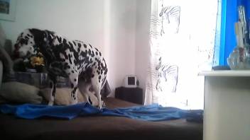 Canine mounts female after smelling and tonguing her vagina