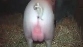 Alluring woman desires to have sex with a swine in late-night bestiality encounters