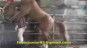 Horse uses its cock to dominate a really horny dude