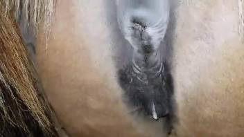 Mare pussy looks hot with fresh human cum inside