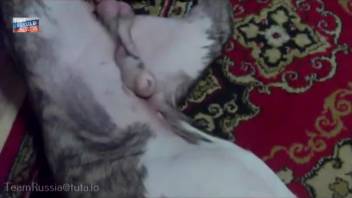 Plump girl allows the beast to screw her hard in a steamy clip