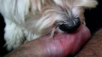 Dude's hairy cock getting licked by a cute pooch