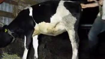 Guy wielding his massive dick to bang a perverted cow