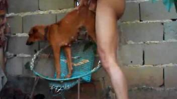 Guy fucks dog anally until he blows his load on the animal's fur