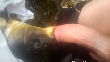 Guy screws the mouth of a deceased fish in a zoophilia clip