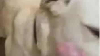 Canine tongues owner's shaft while he masturbates