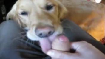 Hot vixen being deepthroated by an attractive dick