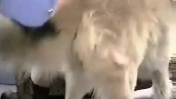 Beast-loving females in their feral threesome with a canine