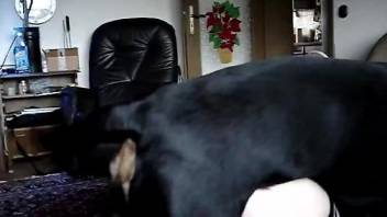 Bubble butt amateur drilled viciously by a dog