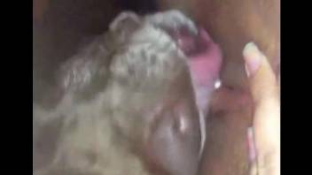 Compilation of fun bestiality with true amateur sluts
