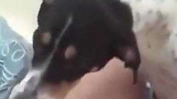 Aroused woman filmed when enjoying the dog inside her pussy