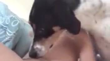 Horny lady recorded while savoring the dog's penetration in her vagina
