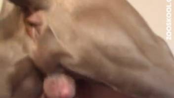 Beast's dick penetrating snug rear end brings immense pleasure to the homemaker