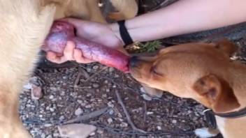 Bare guy fondles the hound's massive cock outdoors