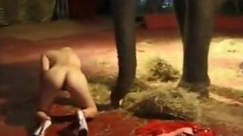 Elephant gets easily seduced by a naked blonde babe