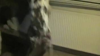 Lustful canine deeply penetrates voluptuous female in adult domestic sequences