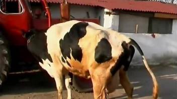 Naughty teen plays outdoors with cow's udder and butthole
