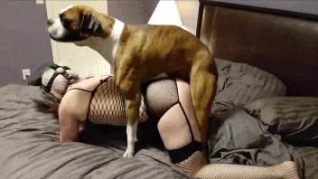 Fishnets-wearing hottie destroyed by this dog's dick
