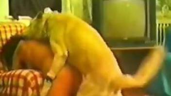 Brunette endures hardcore humping with a really hot dog