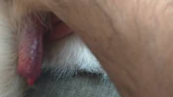 Bare guy fondles the canine penis before taking it into his mouth