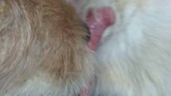 Stunning canine cock showcased in a steamy handjob clip