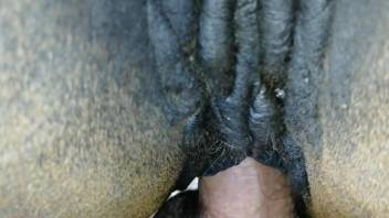 Full horse porn in POV with a man keen to fuck the animal