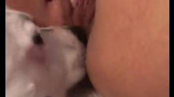 White dog sticks its tongue deep in this zoophile's cunt