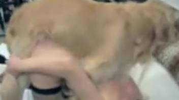 Hairy Labrador dog pounds a mature woman in her vagina