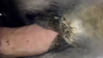 Guy with a bulging-veined cock pounding a female horse's steamy snatch