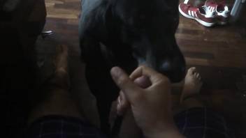 Horny man jerks off and the dog licks his dick and balls