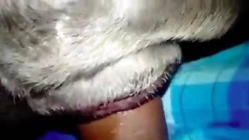 Horny man deep penetrates animal's tight vagina