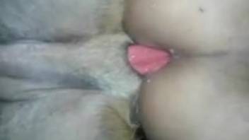 Intense backdoor pounding for a lustful dude in midnight bestiality sequences