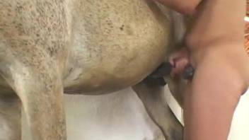 Curly-haired chick worships a horse's huge boner