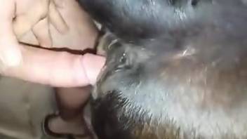 Dude uses his penis to fuck a submissive animal