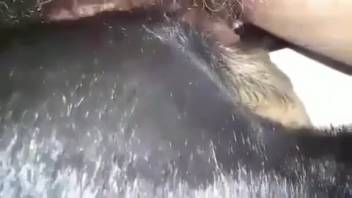 Guy pounding a bitch's snug hole from the rear here