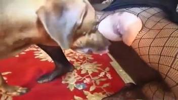 Dark-haired woman in stockings being screwed doggy style