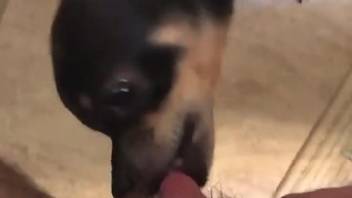 Dude's beautiful cock gets licked by a horny dog