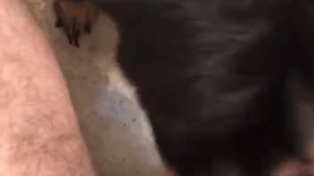 Hot POV blowjob action featuring a super seductive ebony beast