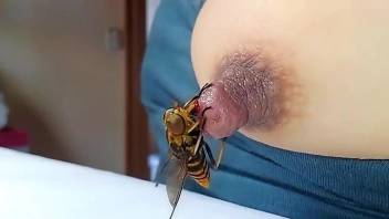 Bee stinging a sensitive nipple in a hot porn movie