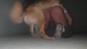 Curvy animal lover with a huge ass gets screwed in the room's corner