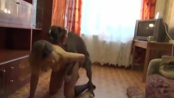 Brown haired babe getting frisky with this dog's asshole