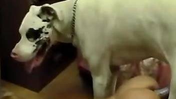Hottie in high heels fucked by a white doggo