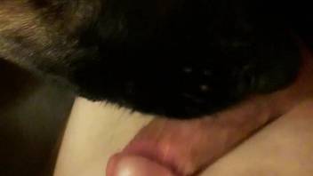 Guy secretly permits his dog to adore his thick cock