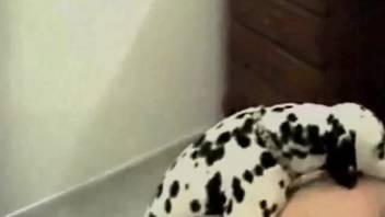 Attractive woman with lovely boobs has sex with a hot Dalmatian
