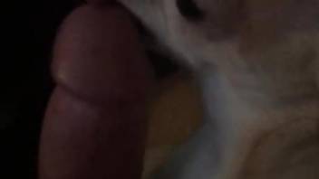 Guy's cock getting licked by a pretty-looking dog