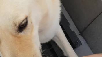 Filthy man's dick being tongued by a nasty mutt