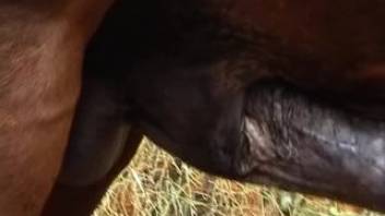 Hispanic beauty deepthroats and tongues the stallion's cock