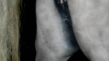 Guy penetrates mare's vagina and ejaculates intensely inside her