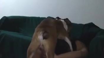 Massive-cocked beast ravaging a snug zoophile's orifice